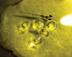 AM4113T Dino-Lite 1.3MP USB Digital Microscope -Wildlife Monitoring Equipment 190253 11