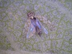 AM4113T Dino-Lite 1.3MP USB Digital Microscope -Wildlife Monitoring Equipment 190253 5