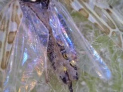 AM4113T Dino-Lite 1.3MP USB Digital Microscope -Wildlife Monitoring Equipment 190253 6