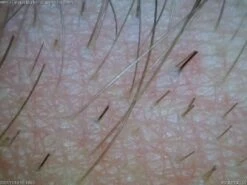 AM4113TL Dino-Lite 1.3MP (Long Working Distance) USB Digital Microscope -Wildlife Monitoring Equipment 190259 3