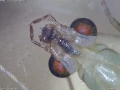 AM4113TL Dino-Lite 1.3MP (Long Working Distance) USB Digital Microscope -Wildlife Monitoring Equipment 190259 4