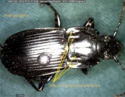 AM4113ZT Dino-Lite 1.3MP (With Polarizer) USB Digital Microscope -Wildlife Monitoring Equipment 190263 6