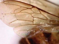 AM4113ZT Dino-Lite 1.3MP (With Polarizer) USB Digital Microscope -Wildlife Monitoring Equipment 190263 8