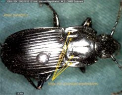 AM4113T5 Dino-Lite 1.3MP USB Digital Microscope -Wildlife Monitoring Equipment 190280 3