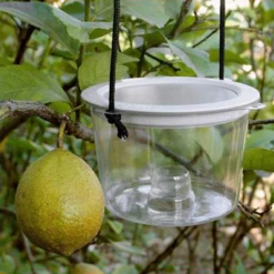 Insect Bait Trap With Nylon Screen