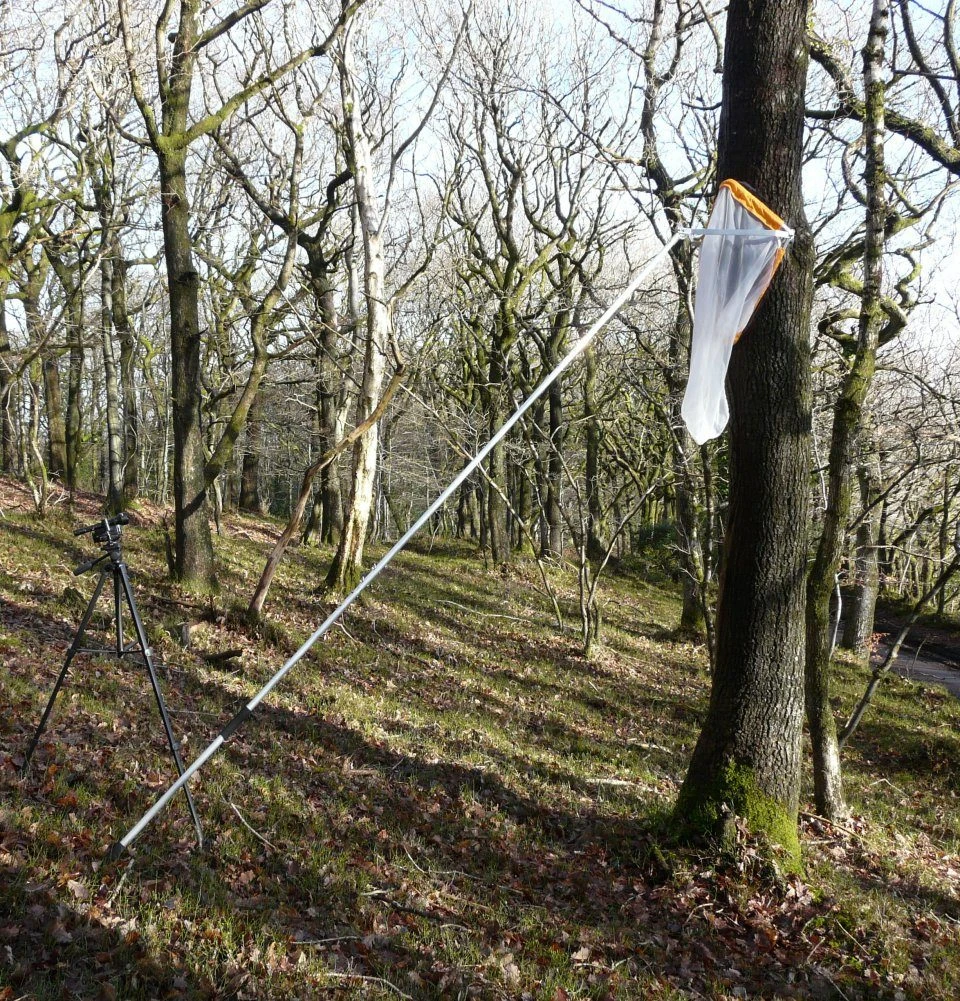 BTHK Tree-Roost Net 1 BTHK Tree-Roost Net