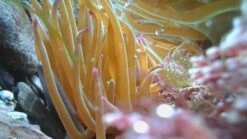 Video Endoscope 7 Video Endoscope -Wildlife Monitoring Equipment 243795 2