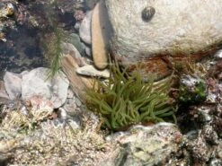 Video Endoscope 8 Video Endoscope -Wildlife Monitoring Equipment 243795 3