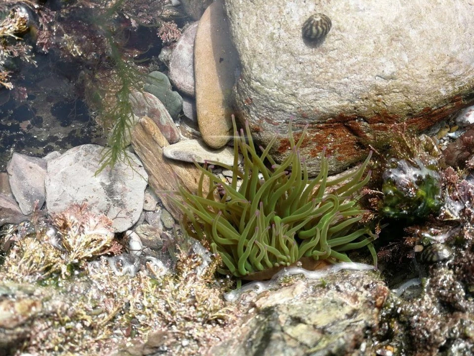 Video Endoscope 4 Video Endoscope - Image 4