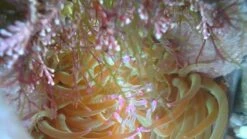 Video Endoscope 9 Video Endoscope -Wildlife Monitoring Equipment 243795 4