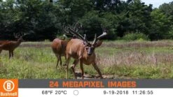 Bushnell CORE No Glow Trail Camera -Wildlife Monitoring Equipment 247177 5