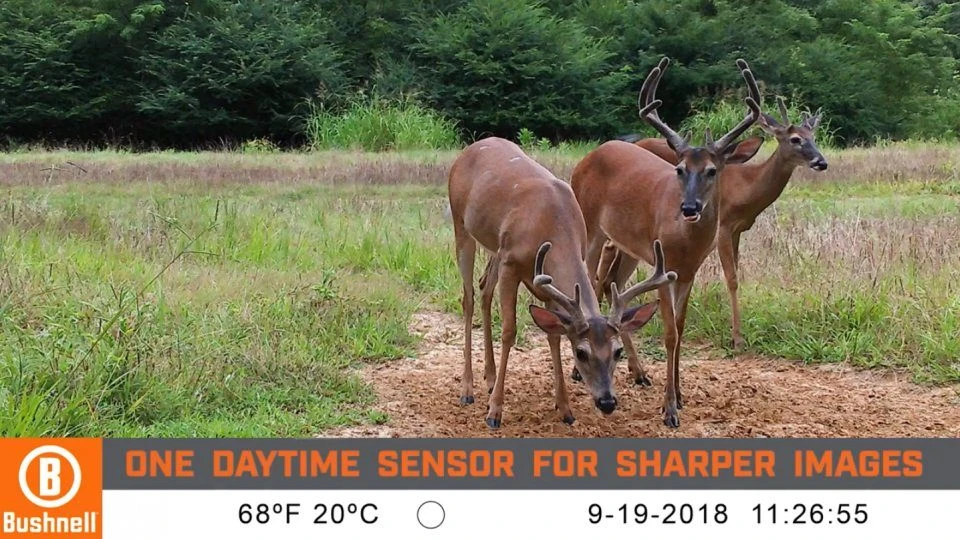 Bushnell CORE DS No Glow Trail Camera 6 Bushnell CORE DS No Glow Trail Camera - Image 6