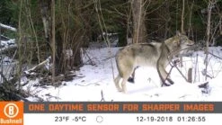 Bushnell CORE DS No Glow Trail Camera 15 Bushnell CORE DS No Glow Trail Camera -Wildlife Monitoring Equipment 247181 6