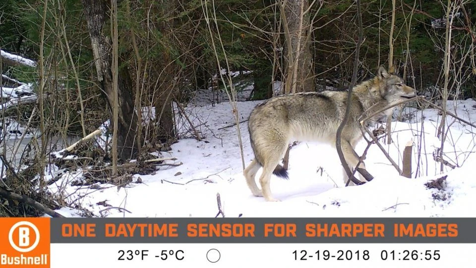 Bushnell CORE DS No Glow Trail Camera 7 Bushnell CORE DS No Glow Trail Camera - Image 7