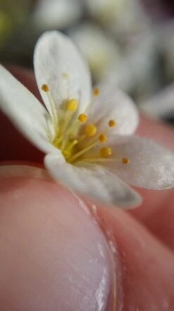 BLIPS Labkit II 8 BLIPS Labkit II -Wildlife Monitoring Equipment 259283 4