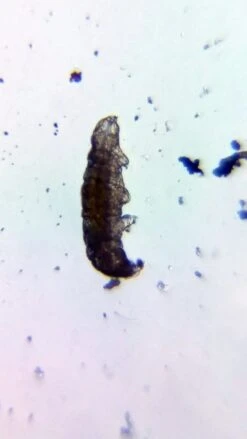 BLIPS Labkit II 9 BLIPS Labkit II -Wildlife Monitoring Equipment 259283 5