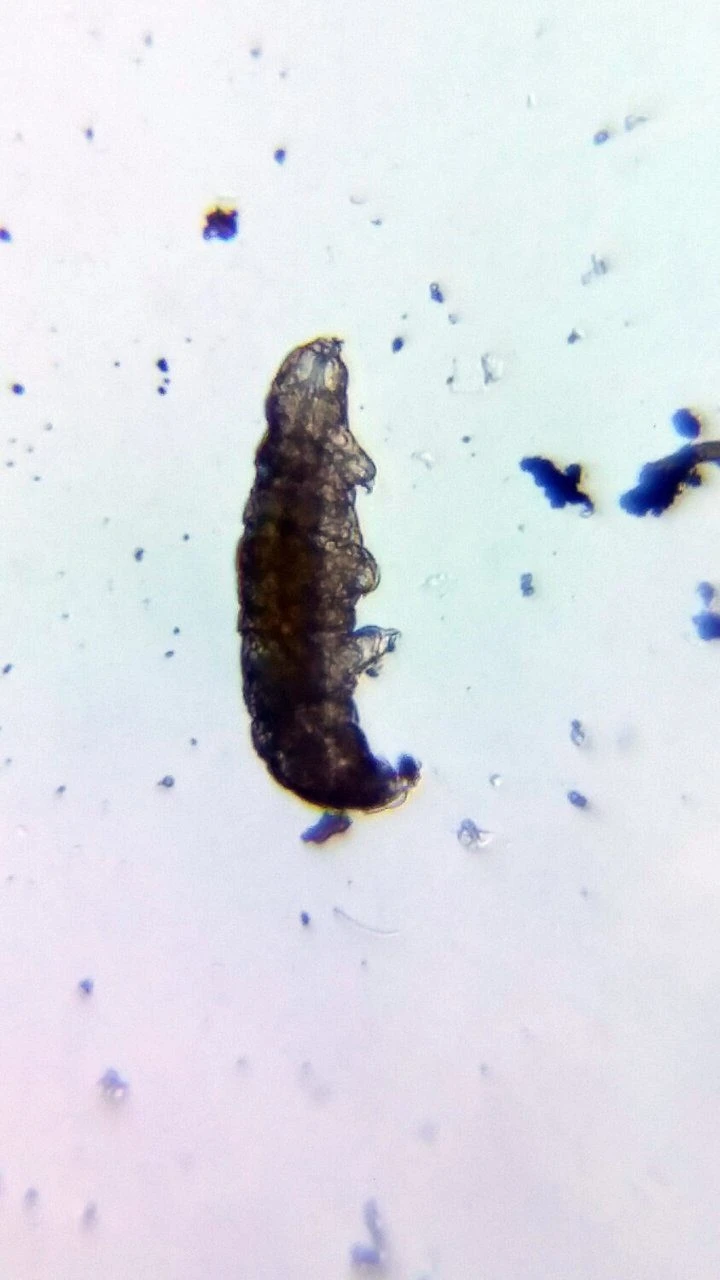 BLIPS Labkit II 5 BLIPS Labkit II - Image 5